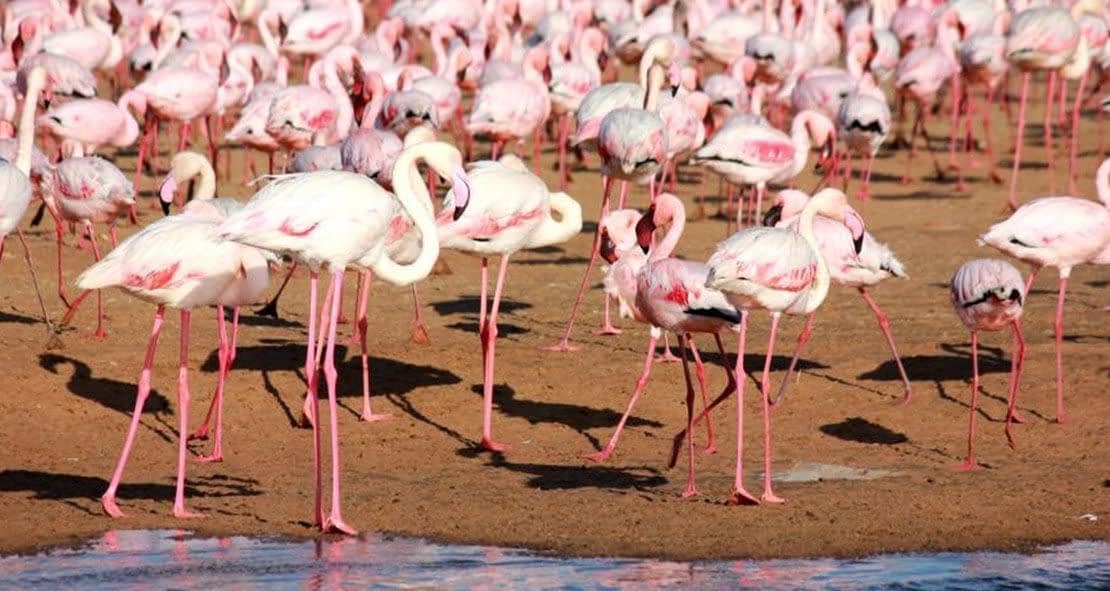 Flamingo