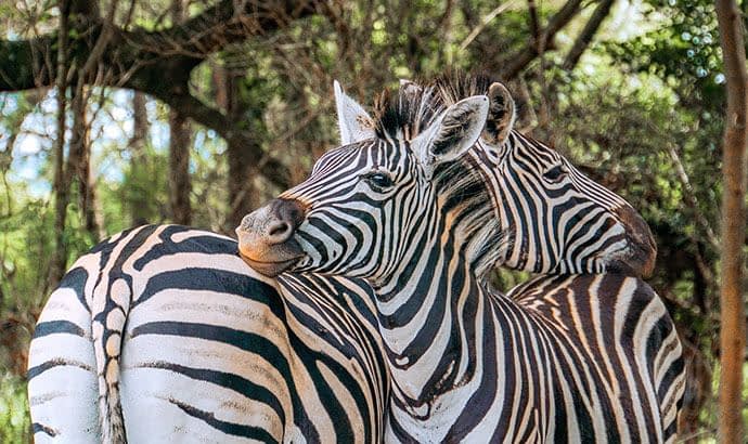 Etosha Tour