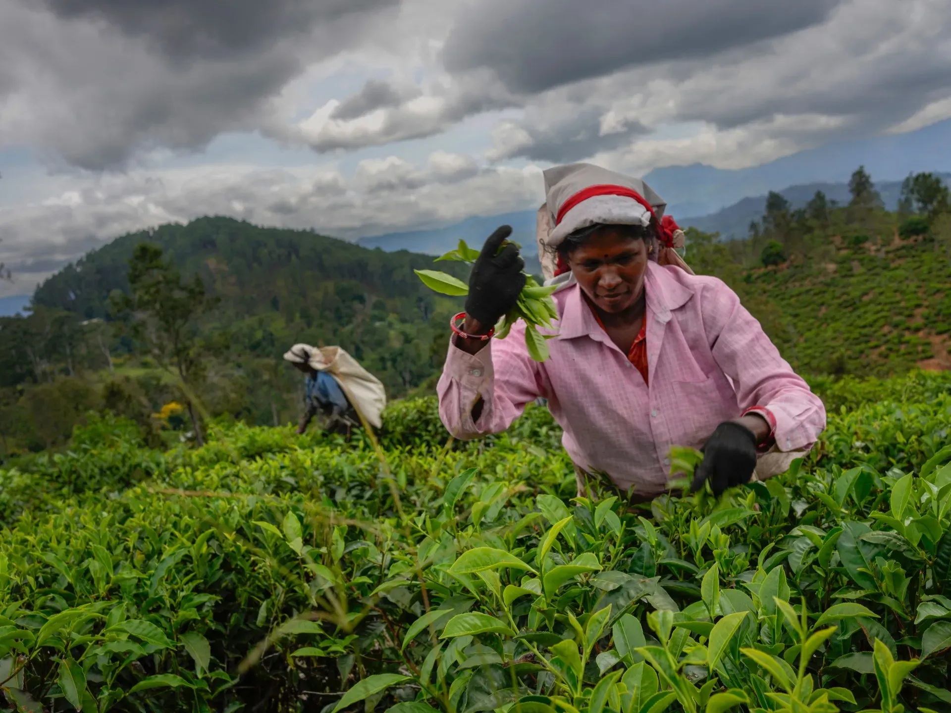 Sri Lanka’s tea estate workers courted by presidential candidates