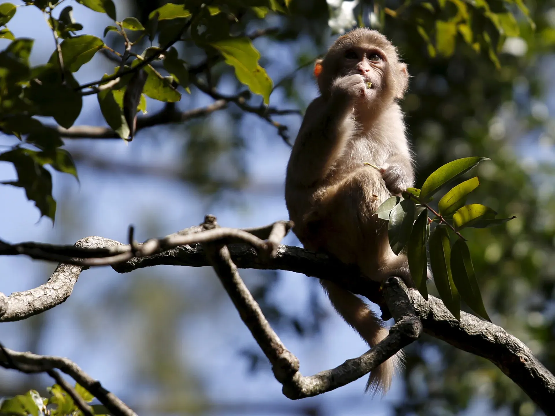 Activists warn of dangers as Hong Kong zoo probes monkey deaths