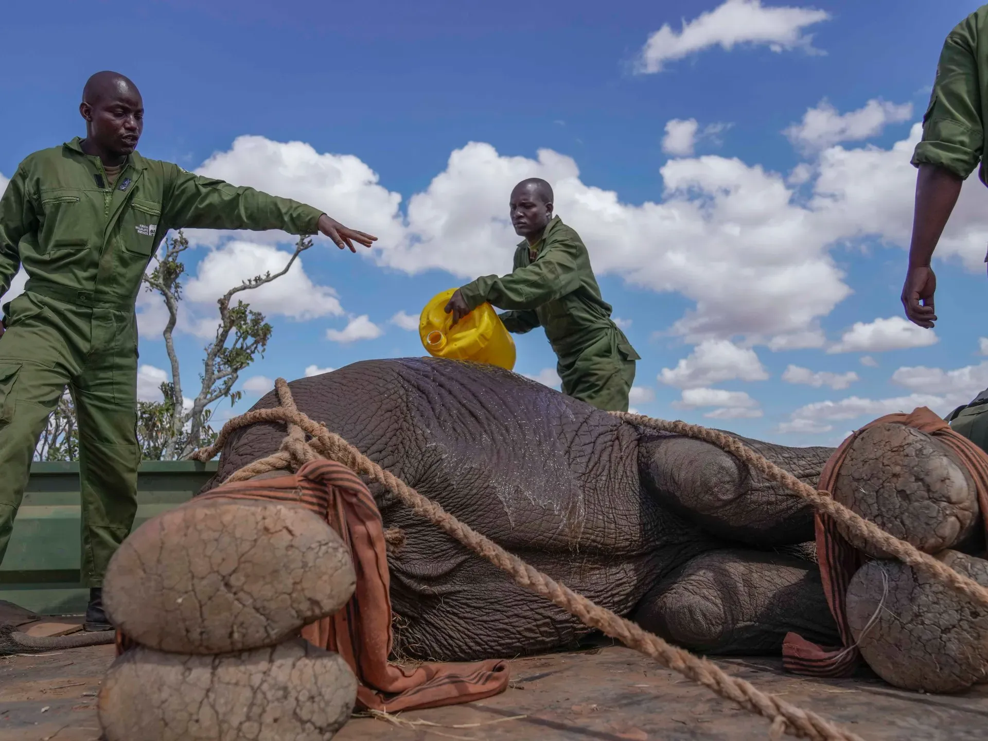 Kenya relocates 50 elephants to a larger park as population thrives